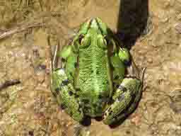 edible frog by Puckles Pond