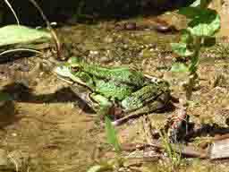 edible frog by Puckles Pond