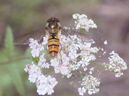 Episyrphus balteatus