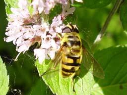 hoverfly - Myathropa florea (female)