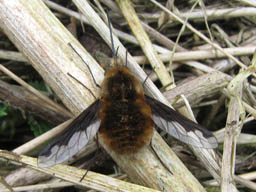 Bombylius major