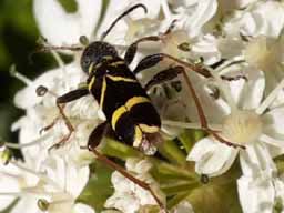 wasp beetle on cow parsley