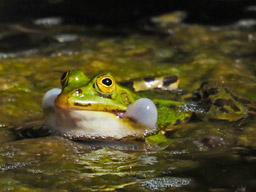 edible frog in Meadow Pond