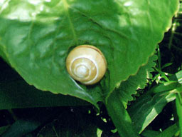 snail