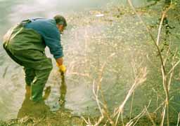 pond removal 1