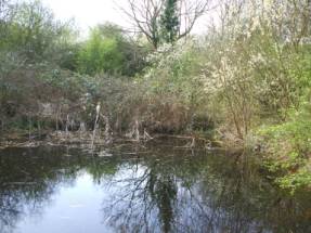 Puckles Pond