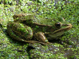 edible frog by Puckles Pond